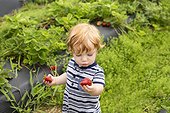 Toddler outdoors, holding strawberries