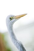 Portrait of Egret, close-up, Sarasota, Florida, USA