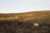 Horses on hillside, Patagonia, El Chalten , Argentina