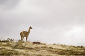 Guanaco on hillside, Patagonia, Torres del Paine National Park, Chile
