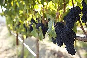 Grapes growing in vineyard, Napa Valley, California, USA
