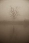 Tree in mist, Norfolk, Virginia, USA