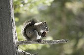 A pine squirrel eating a pine cone, Rocky Mountain National Park, Colorado, USA