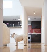 Bulldog Standing near Kitchen