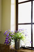 Potted Plant on Window Sill