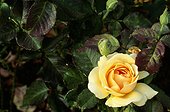 Sunsprite Yellow Floribunda Rose