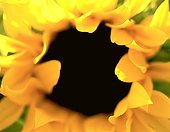 Petals of Sunflower
