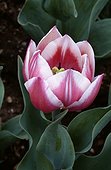 Front view of an early-blooming tulip where the petals cover the stigma