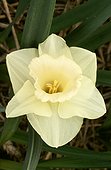 'High angle view of a light yellow daffodil, ''Lilac'' variety'