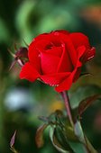 'Close up view of a delicate red floribunda rose, variety ''Europeana'''