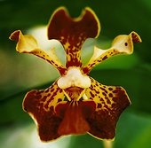 Spotted red and yellow orchid on green background