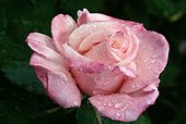 'Close up view of a beautiful pink ''Origami'' floribunda rose with water droplets'