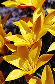 Lovely yellow early spring tulip flowers are seen under sunlight