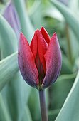 'Close up view of a double early tulip flower bud and shaded petals, variety ''Couleur Cardinal'''