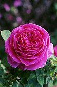 'David Austin English shrub rose, ''Othello'' variety'