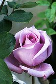 Front view of a beautiful lavender hybrid tea rose