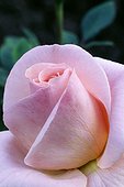 'Front view of a lovely pink floribunda rose of the ''Bill Warriner'' variety'
