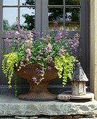 Blooming Plants in an Antique Urn