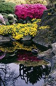 A duck in a pond with flowers reflected in the water