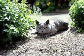 Gray Cat Relaxing in Backyard Garden