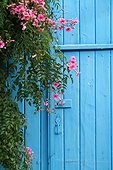 Pink flowers and plants are seen against a blue door