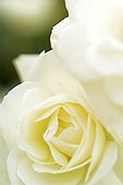 Close up of a beautiful white rose