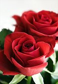 Close up of two beautiful red roses