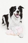 Border collie with a pillow