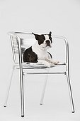 Boston terrier lying on a chair