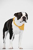 Boston terrier in a yellow bandanna