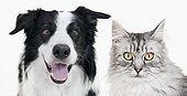 Border collie and tabby cat