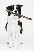 Border collie with a stick