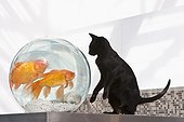 Black Cat Looking at Goldfish in Bowl