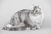 Gray tabby cat