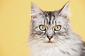Portrait of a gray tabby cat