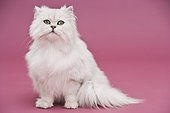 Portrait of a white long-haired cat