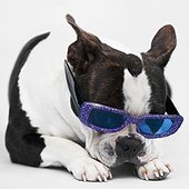 Boston terrier in sunglasses