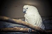 Cockatoo perching on branch