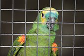 Green parrot behind grating