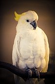 Cockatoo perching on branch
