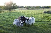Four sheep on pasture