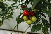 Close-up of tomatoes at tomato plant