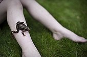 Close-up of frog on girls leg
