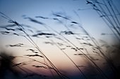 Blurred image of grass at dusk