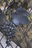 Gray iron leaf and grapes at fence