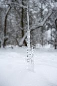 icicle in winter
