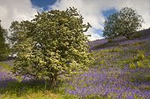 trees and purple wildflowers on a hillside; northumberland england
