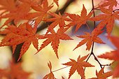 japanese maple leaves in autumn; hakone honshu japan