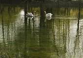two swans on a pond; kilkenny county kilkenny ireland