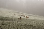 sheep on frosty grass in the fog; inistioge county kilkenny ireland